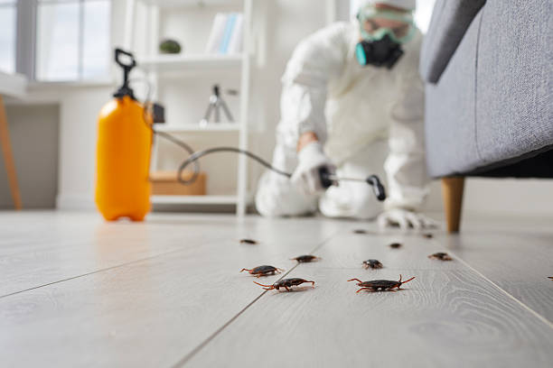 Commercial Kitchen Cockroach Control in Madisonville